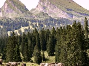 Erlebniswanderung Alp Sellamatt & Wildmannlisloch Toggenburg