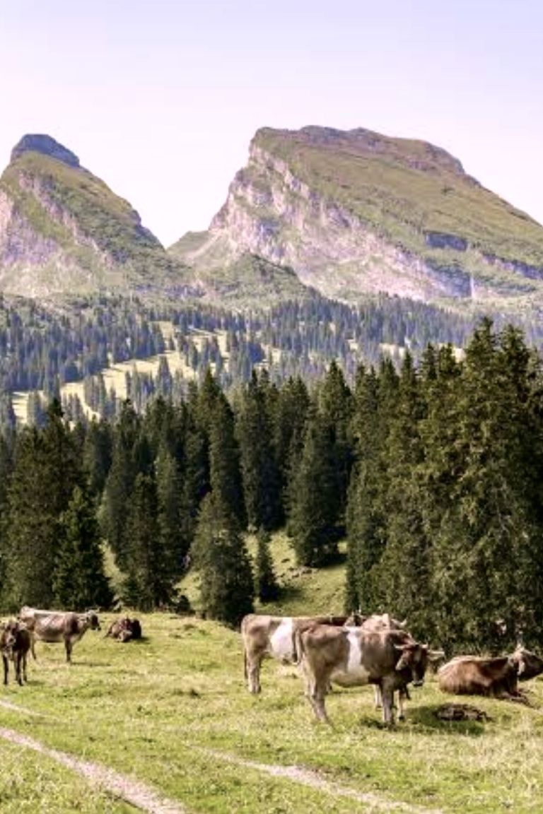 Erlebniswanderung Alp Sellamatt & Wildmannlisloch Toggenburg