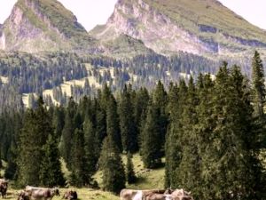 Erlebniswanderung Alp Sellamatt & Wildmannlisloch Toggenburg