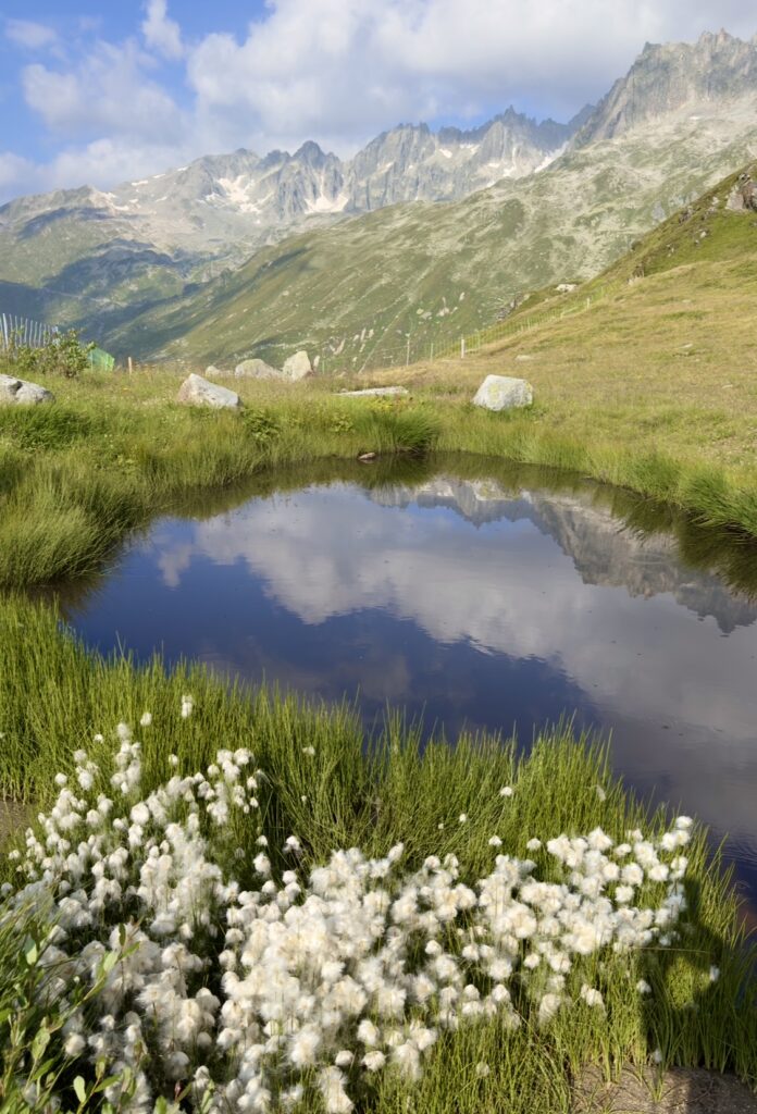 Alpenlandschaft mit Wollgras und Bergsee - Symbolbild für Soft Hiking