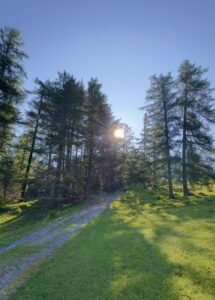 Waldweg am Morgenlicht-ruhig, grün und einladend.