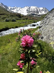 Wanderleicht Schweiz mit Alpenrosen